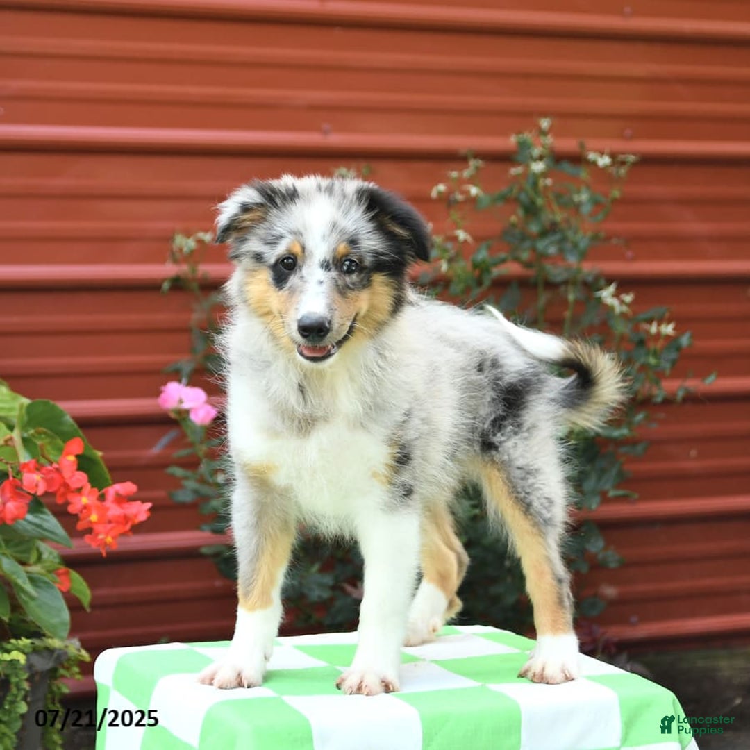 Shetland Sheepdog dogs for sale: Pal - Image 3