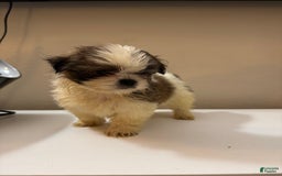 Shih Tzu dogs for sale: Shih Tzu 4 puppies - Image 1