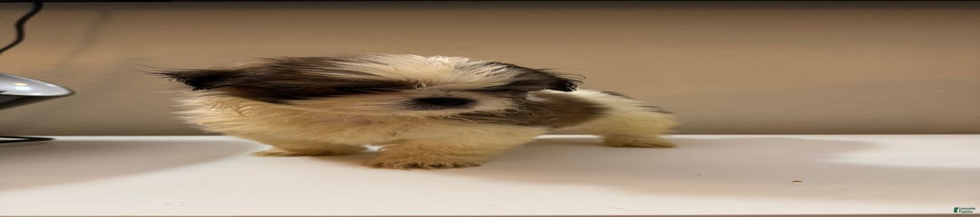 Black Tip