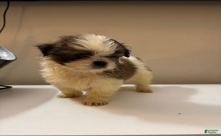 Shih Tzu dogs for sale - Ad 4