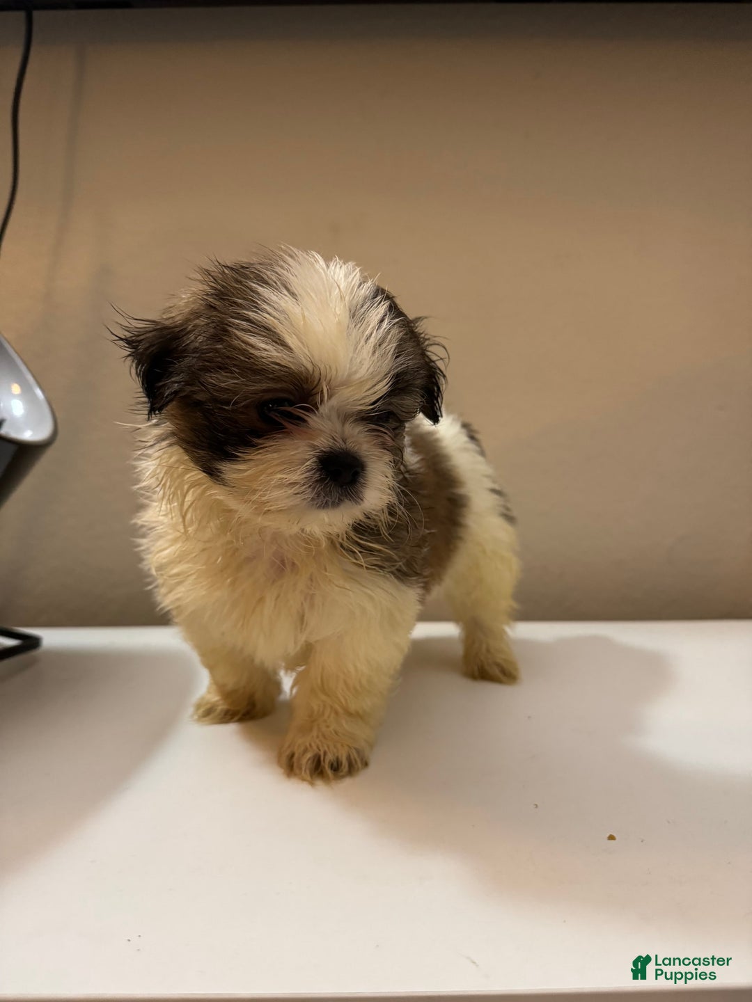 Shih Tzu dogs for sale: Shih Tzu 4 puppies - Image 1