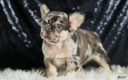French Bulldog dogs for sale: Mocha - Image 6