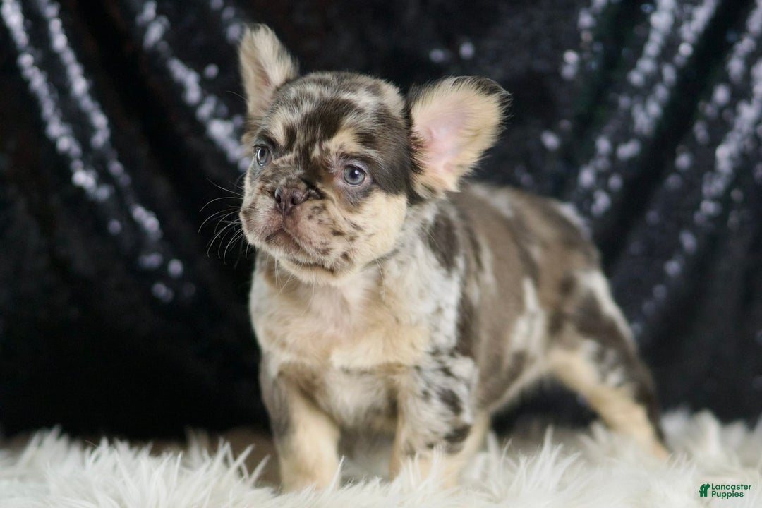 French Bulldog dogs for sale: Mocha - Image 6