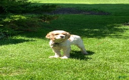Cocker Spaniel dogs for sale: Max - Image 5