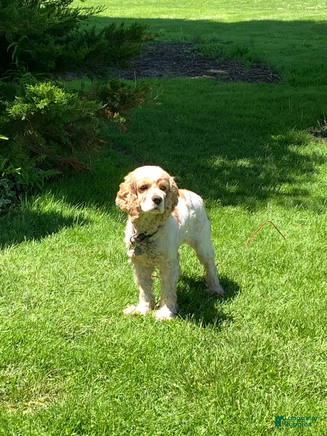 Cocker Spaniel dogs for sale: Max - Image 5