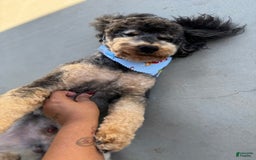 Miniature Poodle dogs for sale: Rosco - Image 2