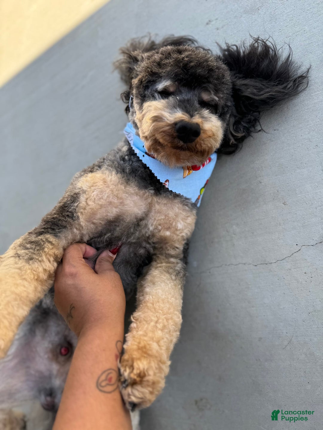 Miniature Poodle dogs for sale: Rosco - Image 2