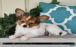 Papillon dogs for sale: Badger - Image 3