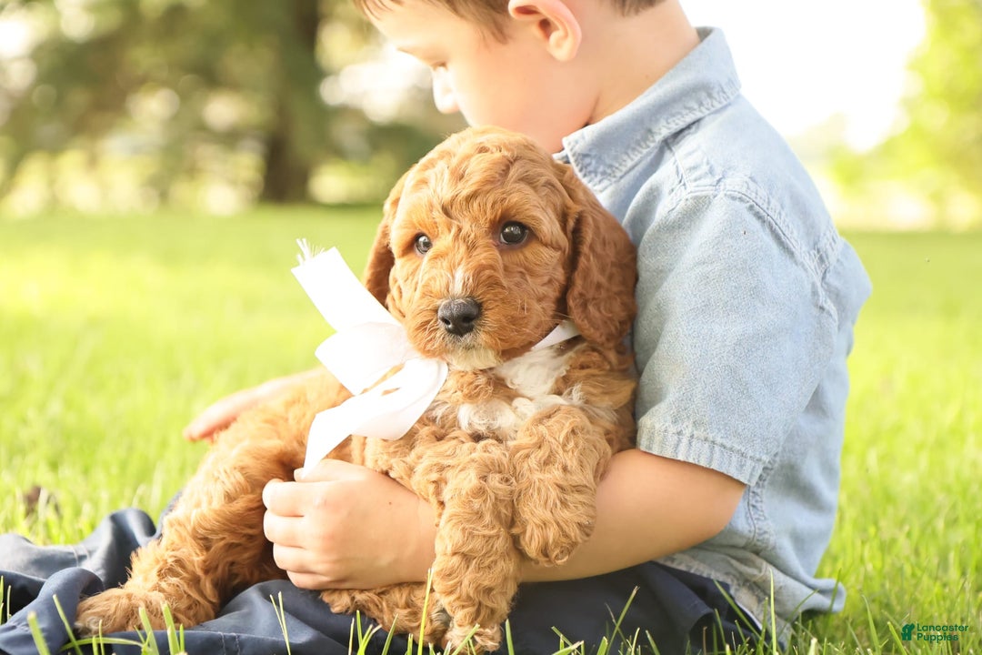 Mini Goldendoodle dogs for sale: Thunder - Image 8