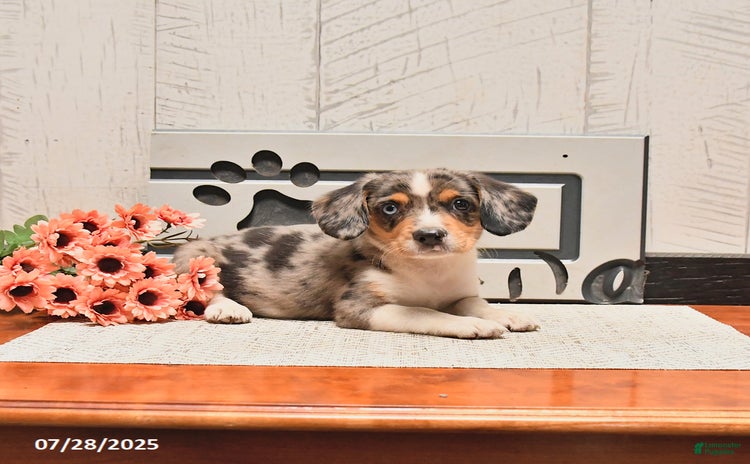 Welsh Corgi Pembroke dogs for sale - Ad 1