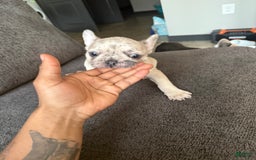 French Bulldog dogs for sale: Dior - Image 7