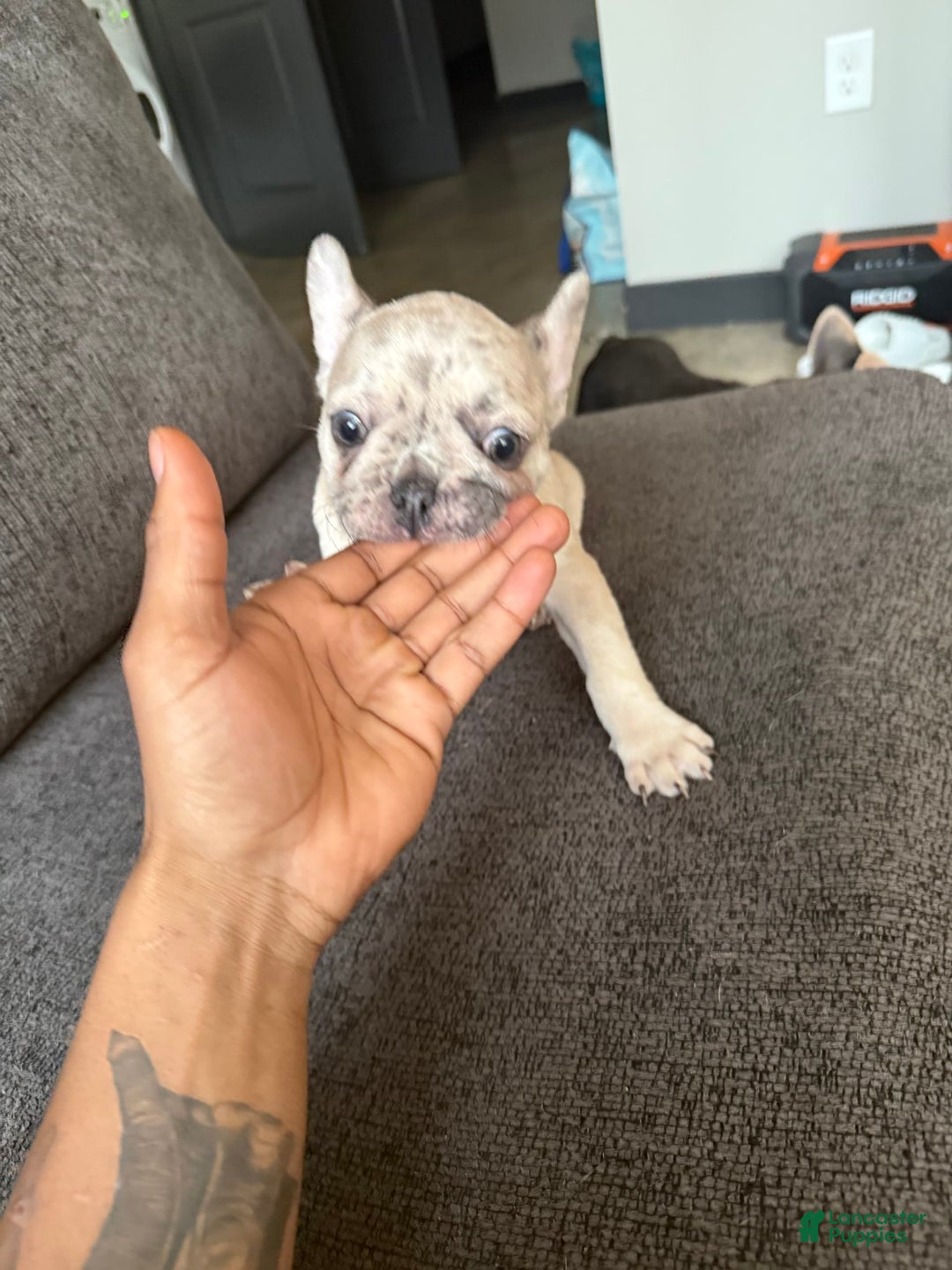 French Bulldog dogs for sale: Dior - Image 7