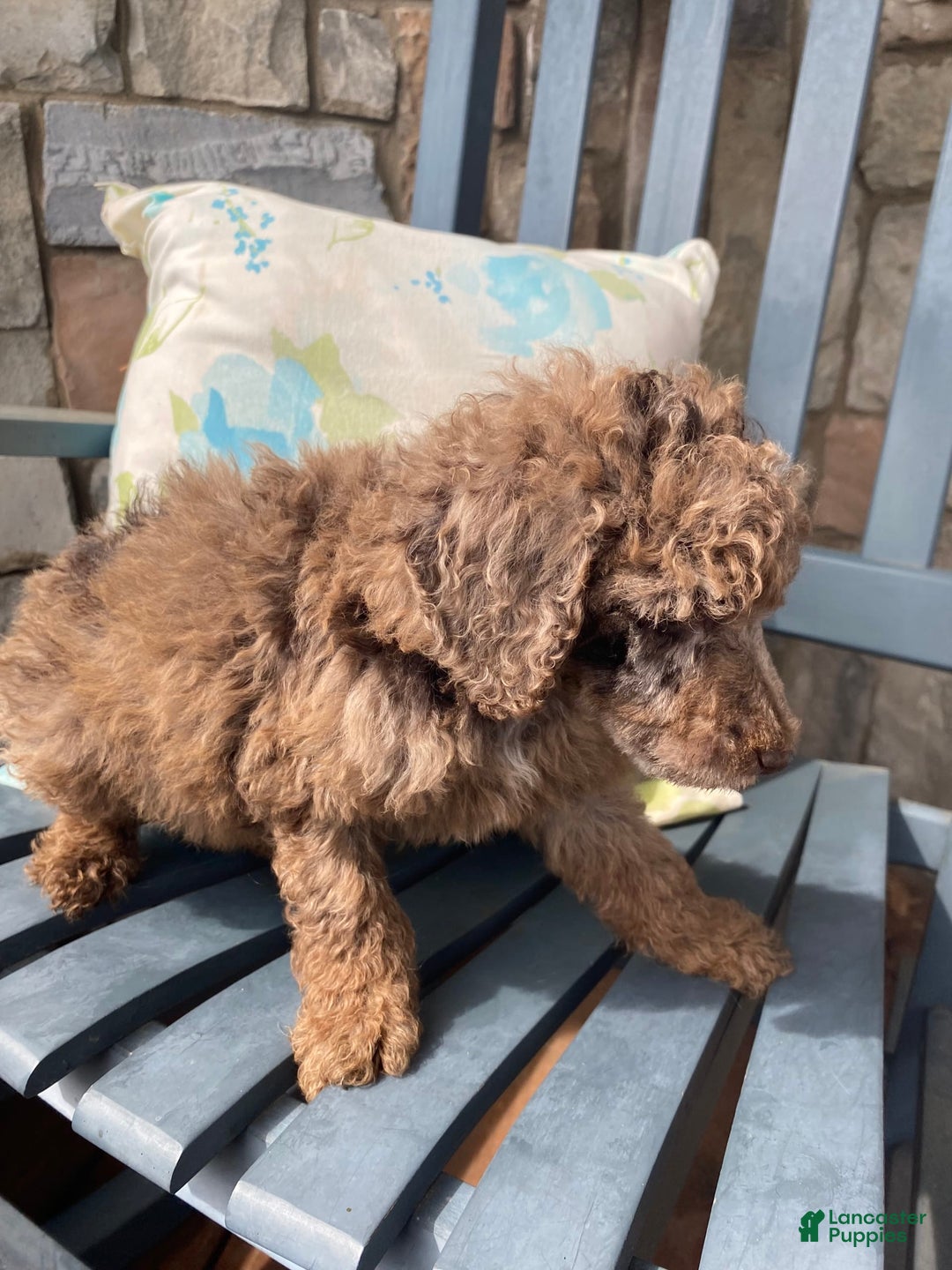 Standard Poodle dogs for sale: Ode - Image 5