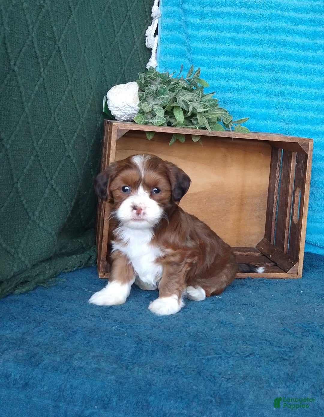 Havanese dogs for sale: Lilly - Image 7