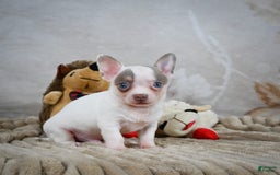 Chihuahua dogs for sale: Tyranus - Image 9