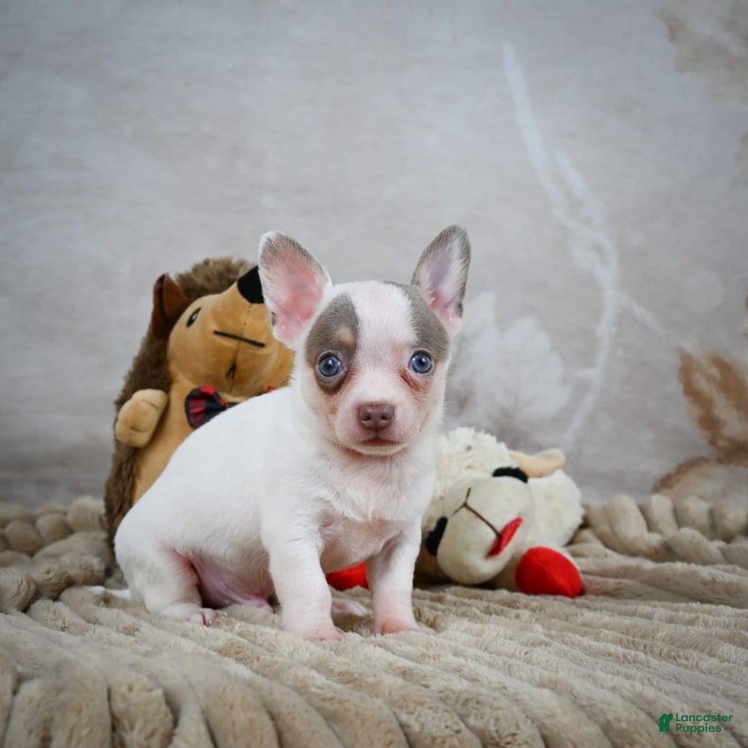 Chihuahua dogs for sale: Tyranus - Image 9