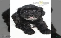 Yorkiepoo dogs for sale: Royal - Image 5