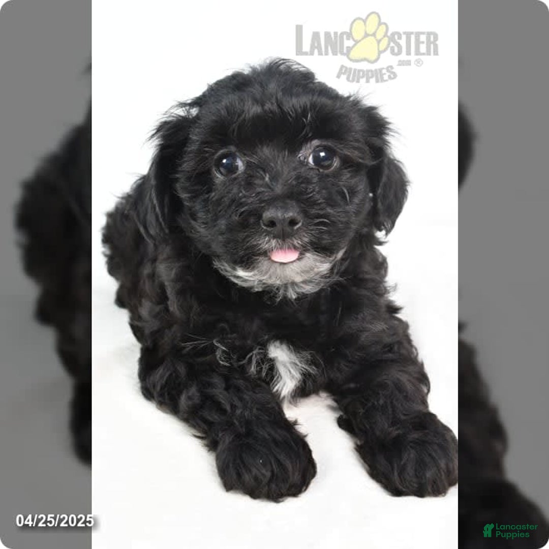 Yorkiepoo dogs for sale: Royal - Image 5