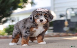 Mini Bernedoodle dogs for sale: Mini Bernedoodle 9 puppies - Image 2
