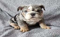 English Bulldog dogs for sale: Campbell - Image 4