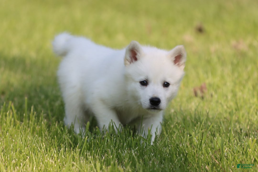 Alaskan Klee Kai dogs for sale: Frost - Image 1