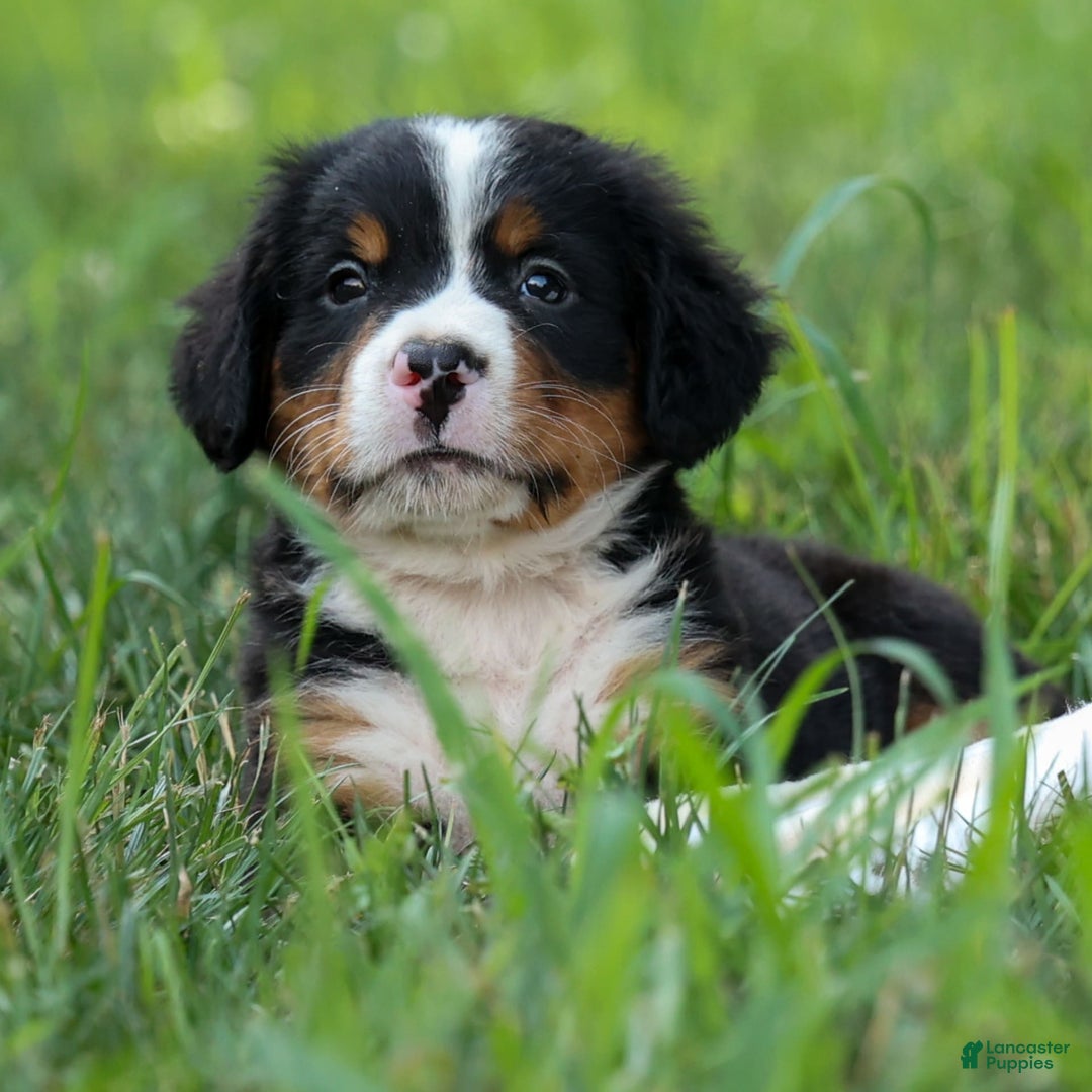 Bernese Mountain Dog dogs for sale: Sonny - Image 12