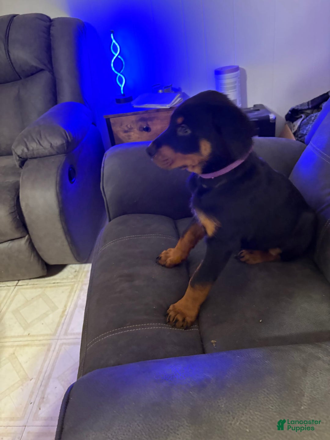 Rottweiler dogs for sale: Purple - Image 1