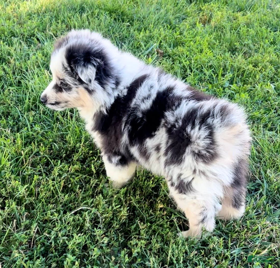 Australian Shepherd dogs for sale: Australian Shepherd 3 puppies - Image 3