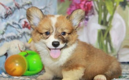 Welsh Corgi Pembroke dogs for sale: Harvey Fluffy - Image 8