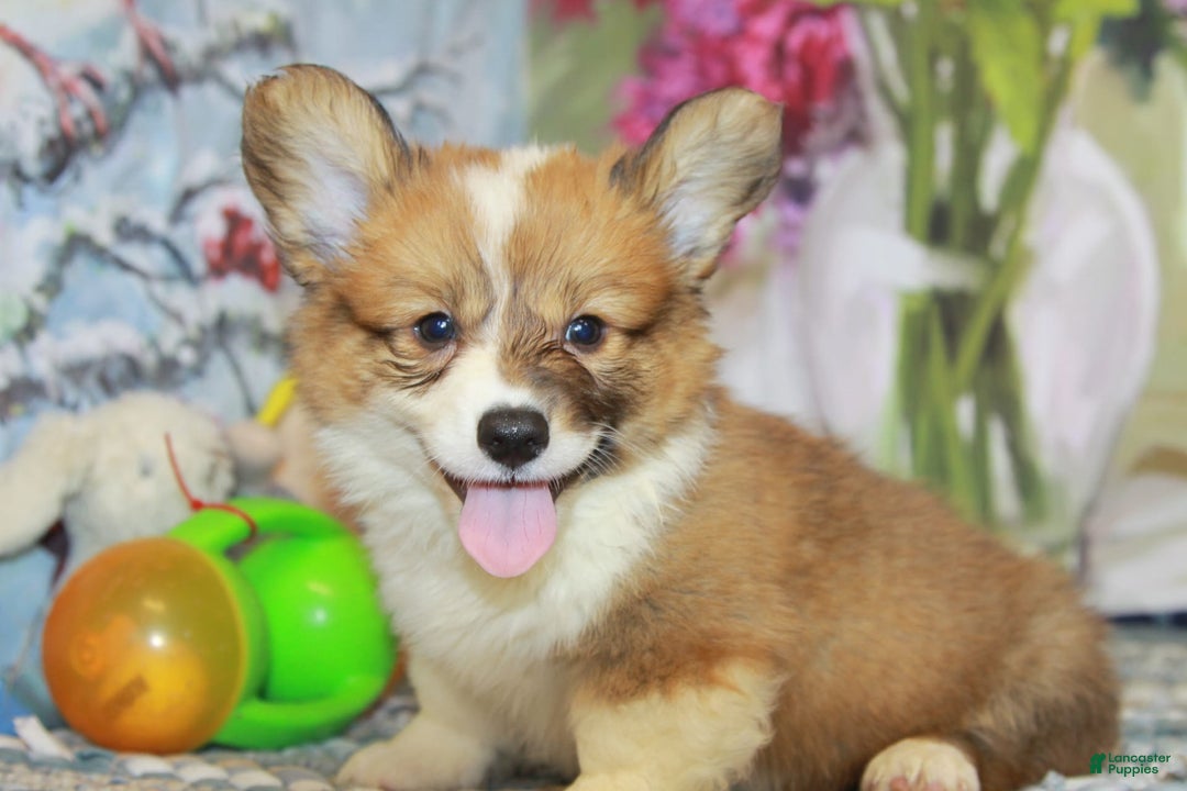 Welsh Corgi Pembroke dogs for sale: Harvey Fluffy - Image 8