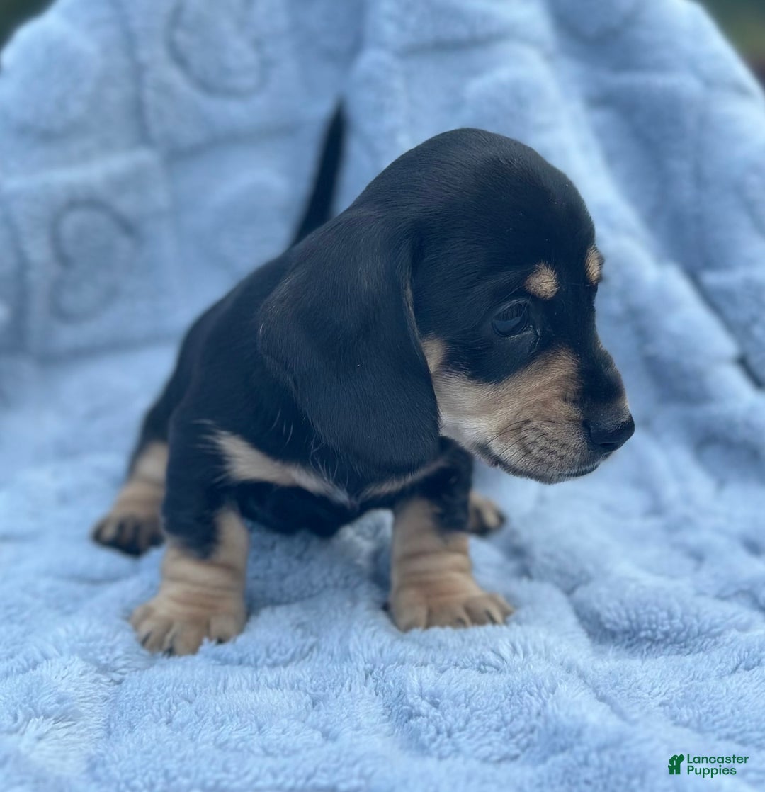 Dachshund dogs for sale: Stormy - Image 1