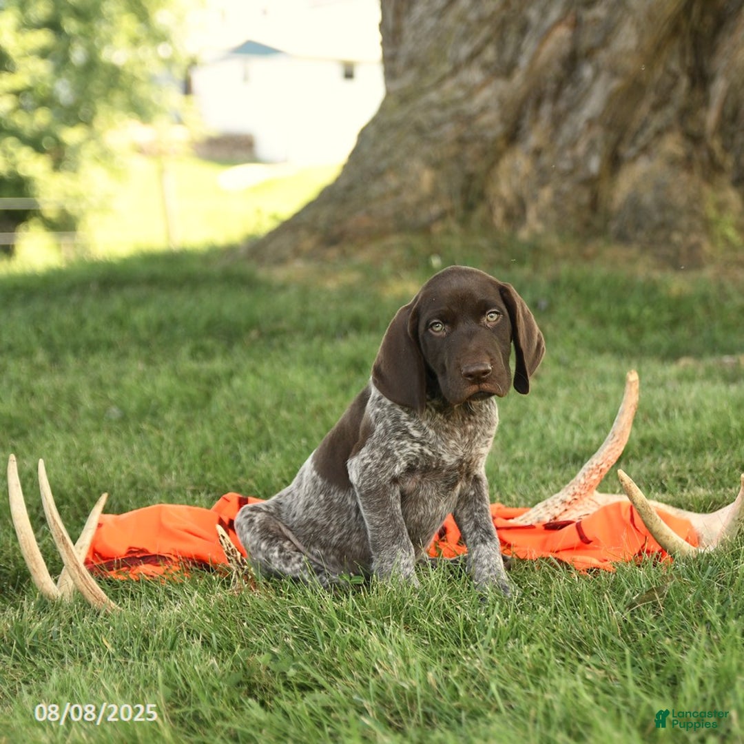 German Shorthaired Pointer dogs for sale: Branson AKC - Image 3