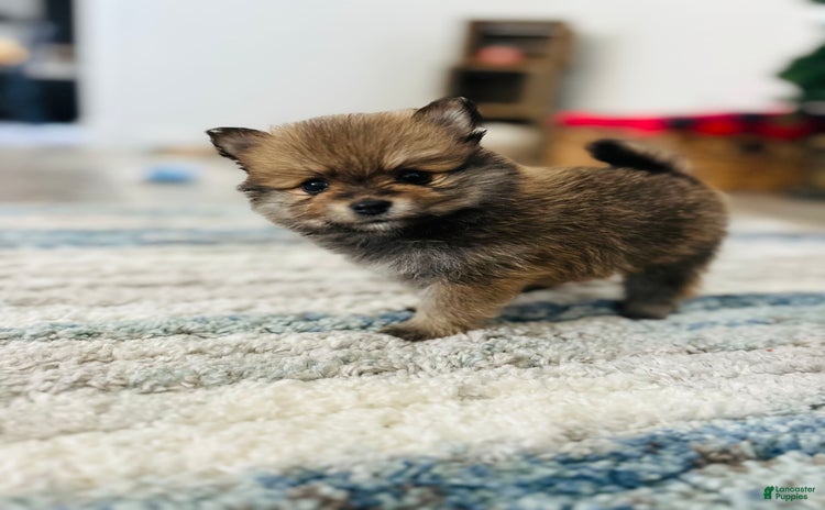Pomeranian dogs for sale - Ad 3