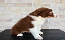 Australian Shepherd dogs for sale: Tonya - Image 7