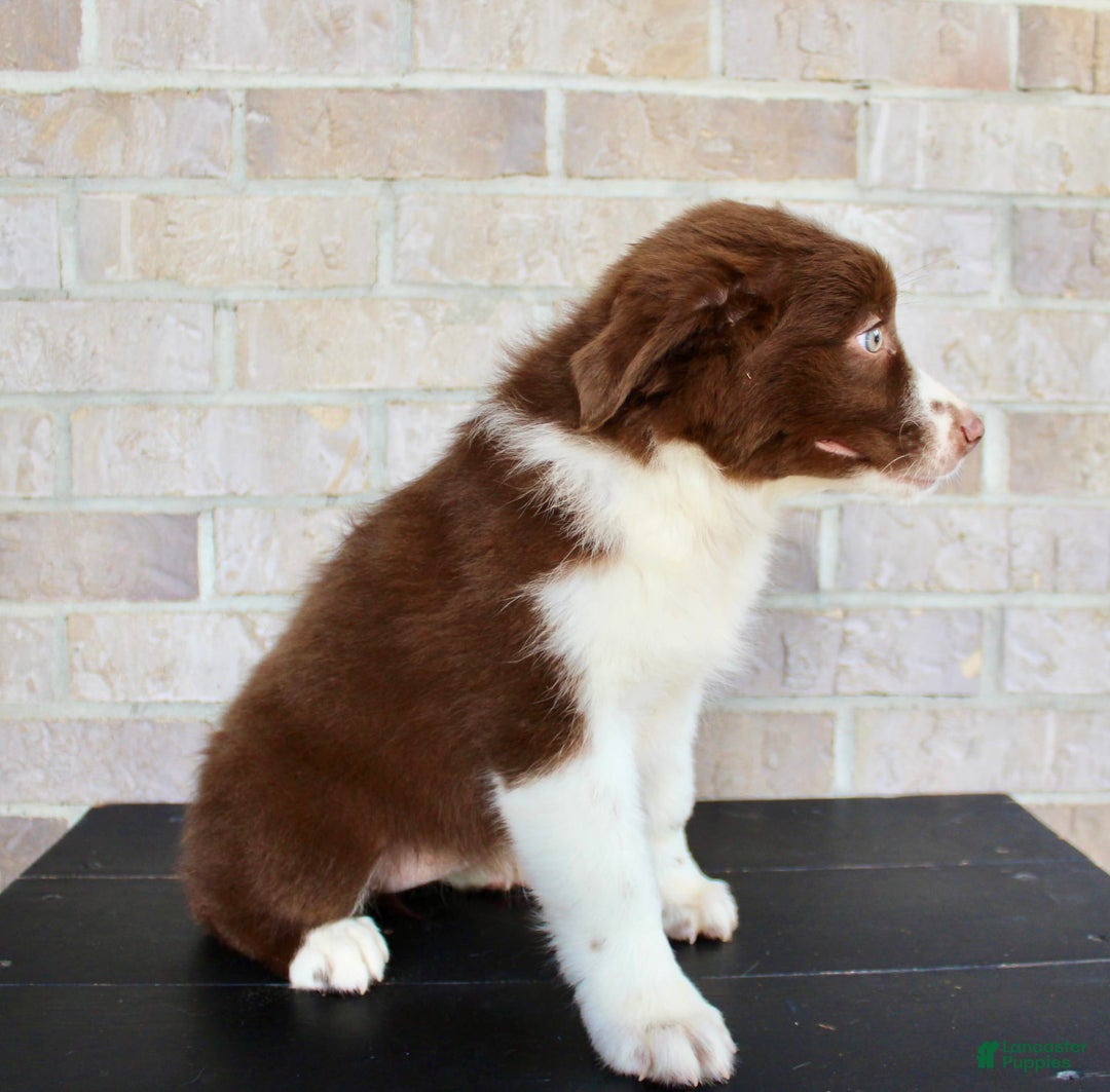 Australian Shepherd dogs for sale: Tonya - Image 7