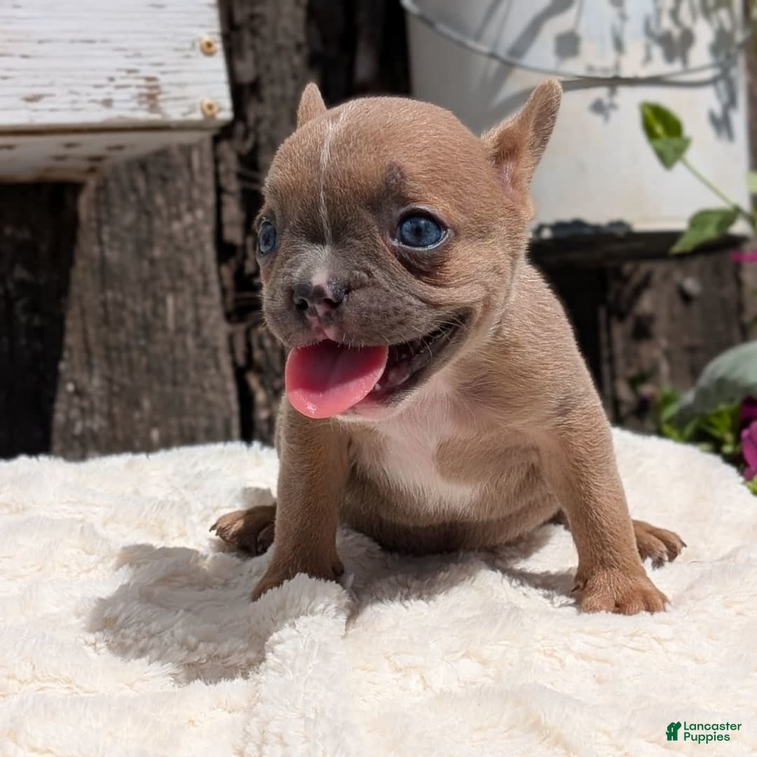 French Bulldog dogs for sale: Tessa - Image 4
