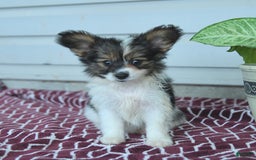 Papillon dogs for sale: Max - Image 3