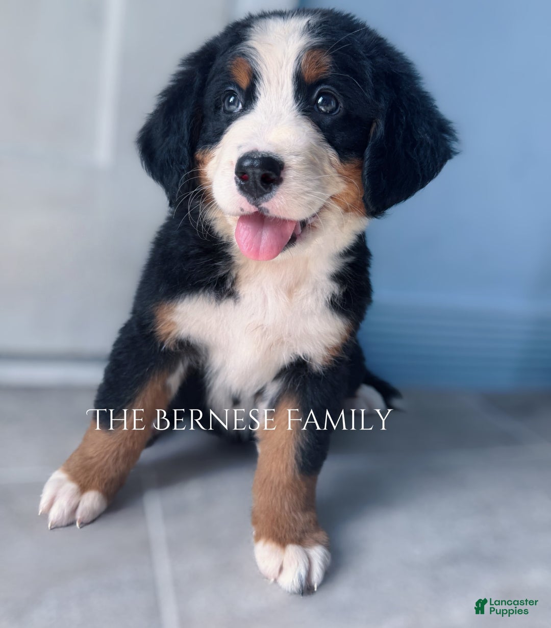 Bernese Mountain Dog dogs for sale: Female - Image 3