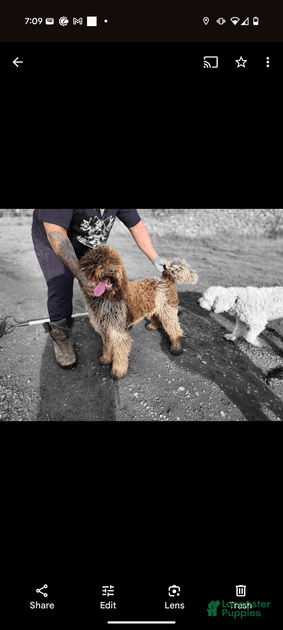 Mini Bernedoodle dogs for sale: Brie - Image 6