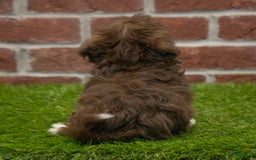 Havanese dogs for sale: Bambi - Image 3