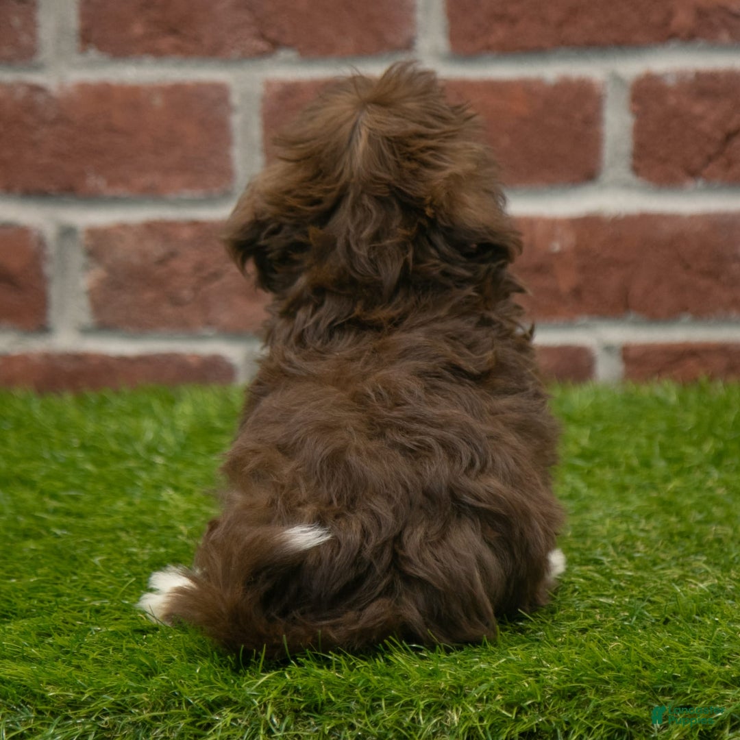 Havanese dogs for sale: Bambi - Image 3