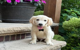 Golden Retriever dogs for sale: Archie - Image 2