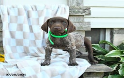 German Shorthaired Pointer dogs for sale: Lilly - Image 3