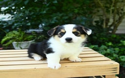 Welsh Corgi Pembroke dogs for sale: Casper - Image 1