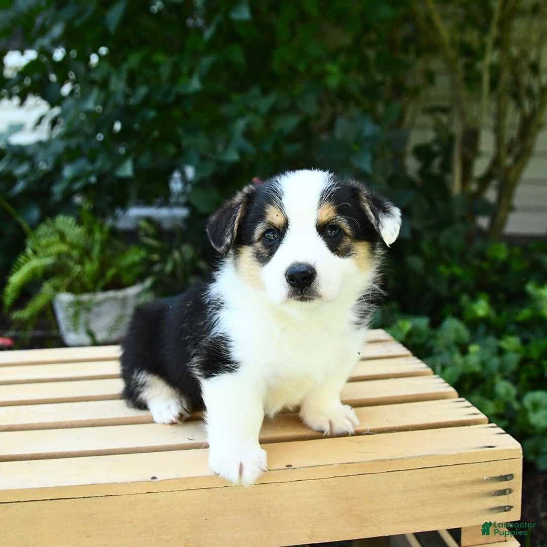 Welsh Corgi Pembroke dogs for sale: Casper - Image 1