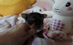 Yorkshire Terrier dogs for sale: Cc - Image 5