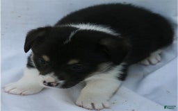 Welsh Corgi Pembroke dogs for sale: Puppy 4 - Image 1