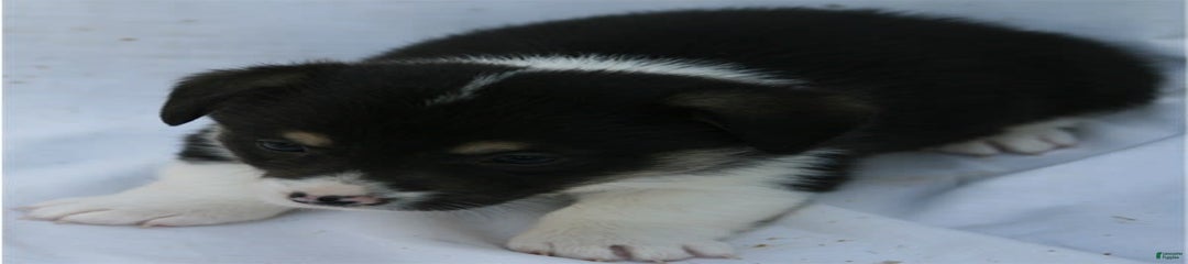 Puppy 4