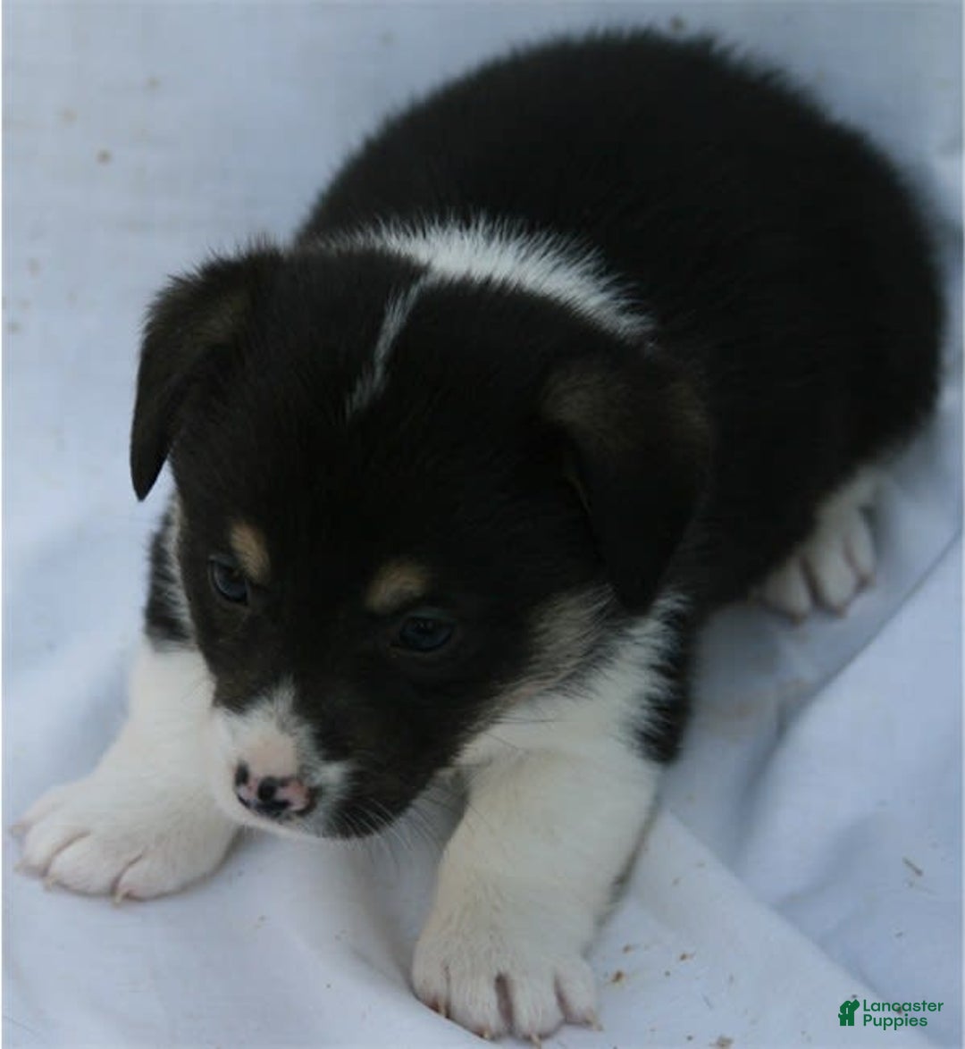 Welsh Corgi Pembroke dogs for sale: Puppy 4 - Image 1
