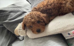 Toy Poodle dogs for sale: Bambi - Image 3